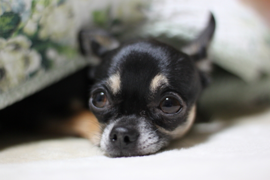 f:id:fine-beauty:20111231003504j:image