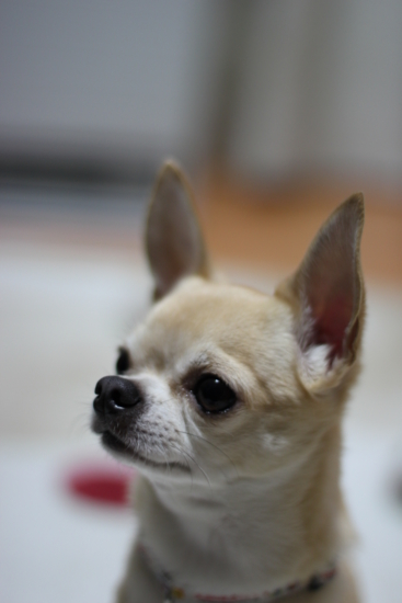 f:id:fine-beauty:20111231003522j:image