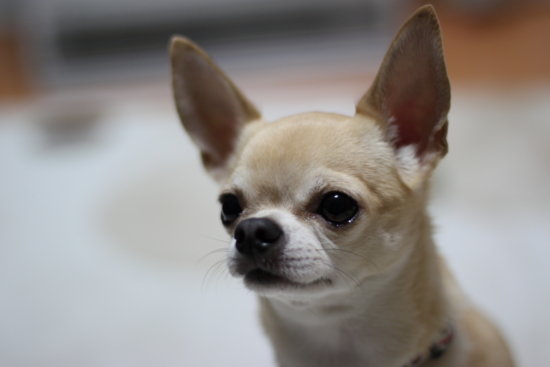 f:id:fine-beauty:20111231003545j:image