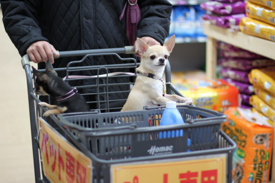 f:id:fine-beauty:20111231004238j:image