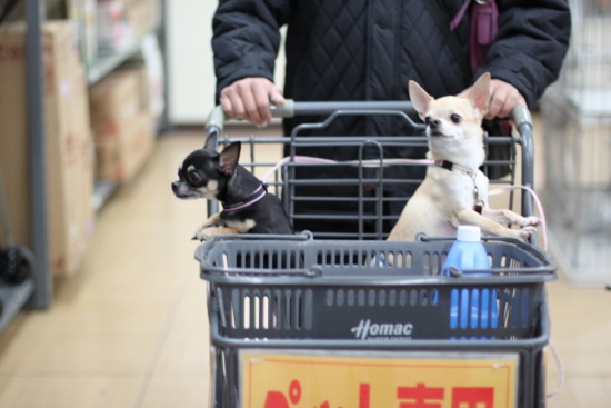f:id:fine-beauty:20111231004546j:image