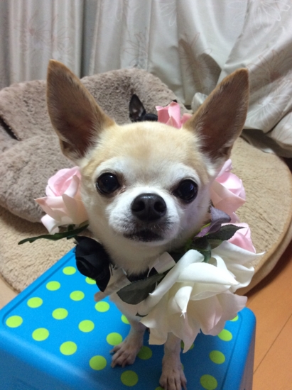 f:id:fine-beauty:20170326221848j:image