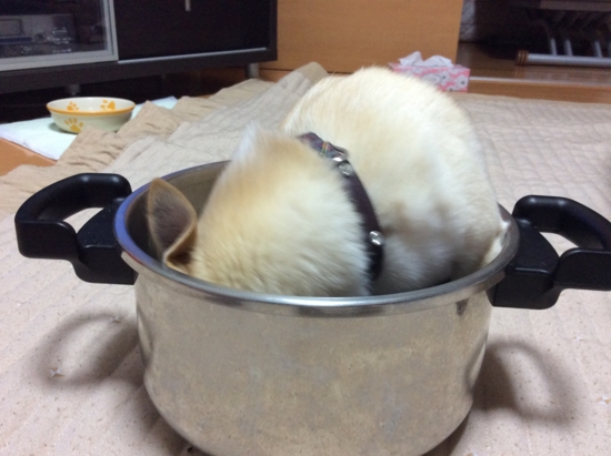 f:id:fine-beauty:20170326221856j:image