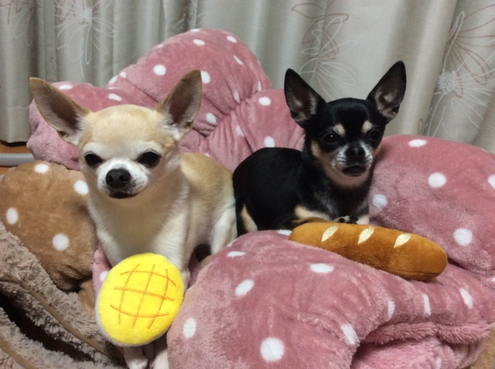 f:id:fine-beauty:20170326221907j:image