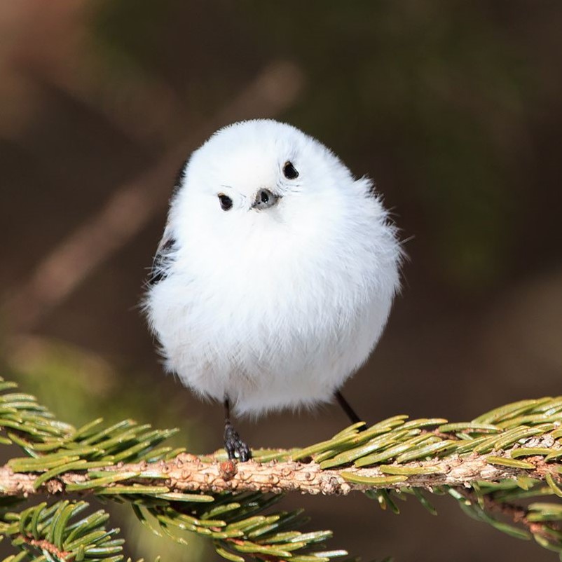 ひよこ