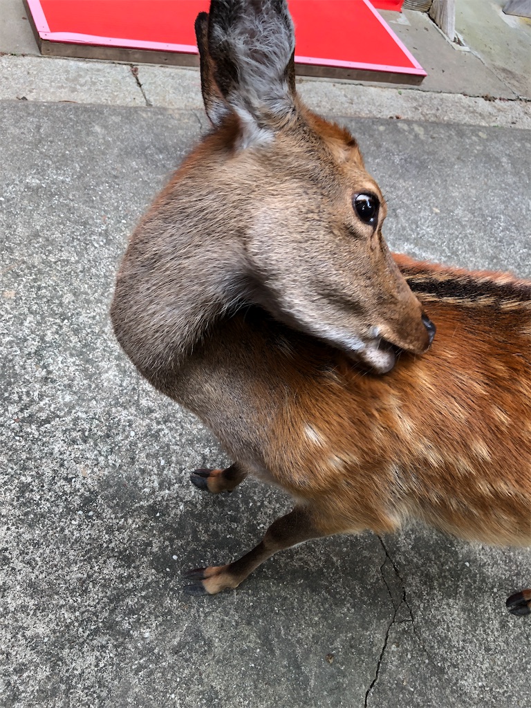 f:id:fineyoga:20200925002045j:image