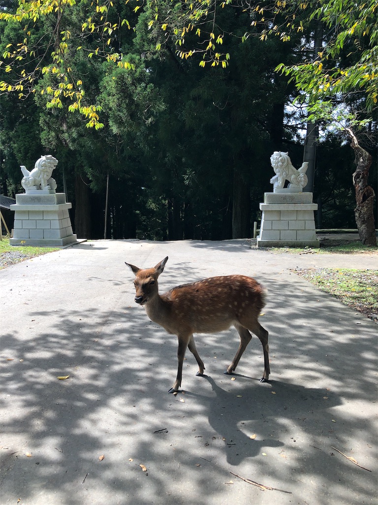 f:id:fineyoga:20200925002734j:image