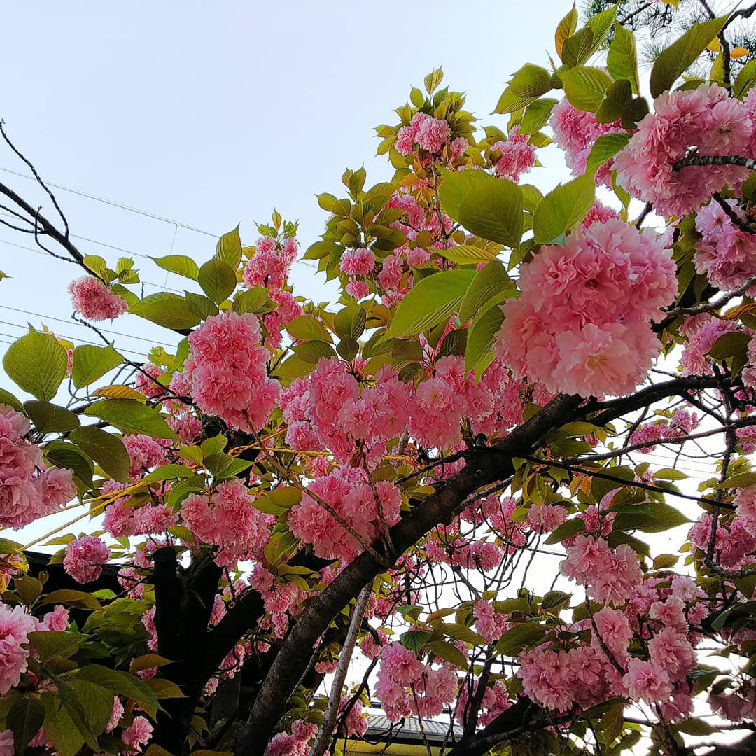 f:id:finitykt:20190422123830j:plain