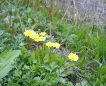 f:id:firesign0916:20060423194544j:image