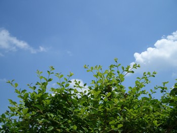 f:id:firesign0916:20060812212432j:image