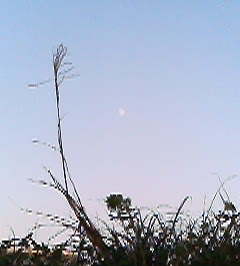 f:id:firesign0916:20061114003523j:image