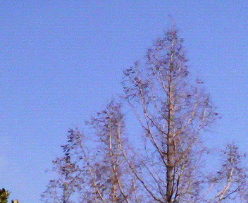 f:id:firesign0916:20070212152057j:image