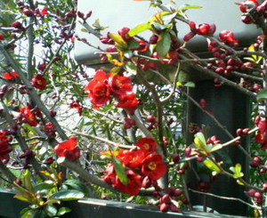 f:id:firesign0916:20070308135336j:image