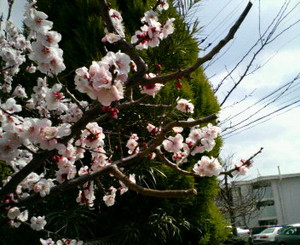 f:id:firesign0916:20070308135429j:image