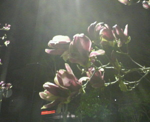 f:id:firesign0916:20070327003403j:image