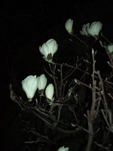 f:id:firesign0916:20070328003138j:image