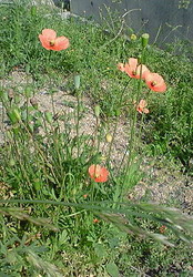 f:id:firesign0916:20070509090437j:image f:id:firesign0916:20070509090437j:image