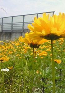 f:id:firesign0916:20070602140242j:image