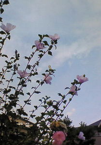 f:id:firesign0916:20070924021007j:image f:id:firesign0916:20070924021007j:image