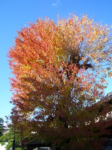 f:id:firesign0916:20071206225918j:image f:id:firesign0916:20071206225918j:image