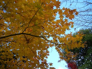 f:id:firesign0916:20071206233244j:image f:id:firesign0916:20071206233244j:image