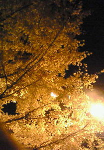 f:id:firesign0916:20071206234648j:image f:id:firesign0916:20071206234648j:image