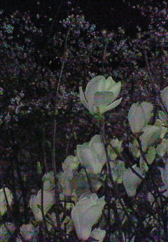 f:id:firesign0916:20080405010334j:image