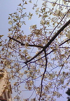 f:id:firesign0916:20080405011126j:image