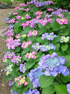 f:id:firesign0916:20080623124207j:image