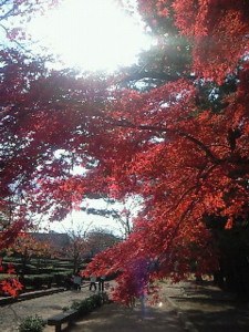 f:id:firesign0916:20081128011052j:image