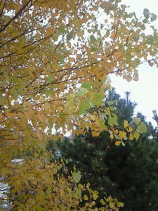 f:id:firesign0916:20081204234048j:image