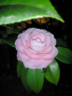 f:id:firesign0916:20090330003845j:image