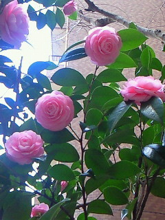 f:id:firesign0916:20090330003848j:image