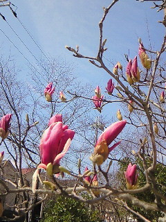 f:id:firesign0916:20090330003850j:image