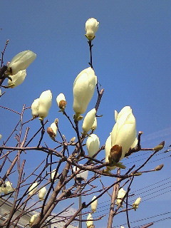 f:id:firesign0916:20090330003851j:image