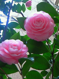 f:id:firesign0916:20090330004022j:image
