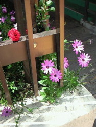 f:id:firesign0916:20090613224615j:image
