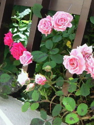 f:id:firesign0916:20090613224621j:image