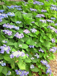 f:id:firesign0916:20090613224722j:image