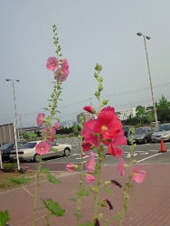 f:id:firesign0916:20090613224820j:image