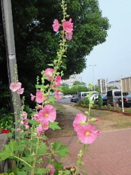 f:id:firesign0916:20090613224822j:image