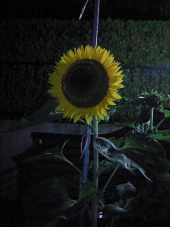 f:id:firesign0916:20090730235952j:image