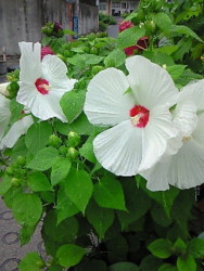 f:id:firesign0916:20090822090741j:image