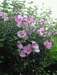 f:id:firesign0916:20090822090839j:image
