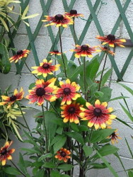 f:id:firesign0916:20090822090840j:image