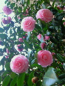 f:id:firesign0916:20100322152625j:image