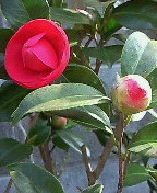 f:id:firesign0916:20100322152630j:image