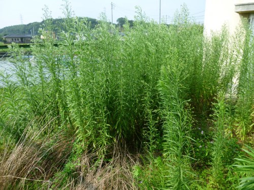 夏の草は手ごわい 刈払機 草刈り機 に重くまとわりつく夏の雑草たち 薪 欲しいんです