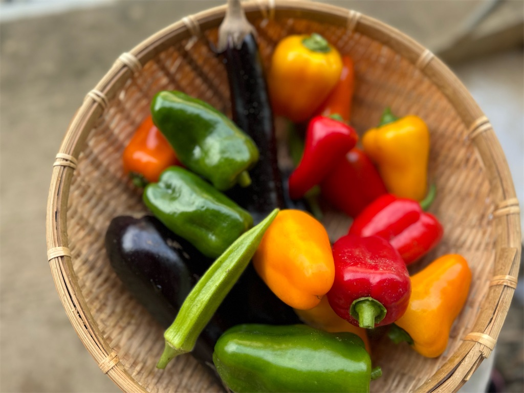 f:id:firm-touko:20250604111413j:image