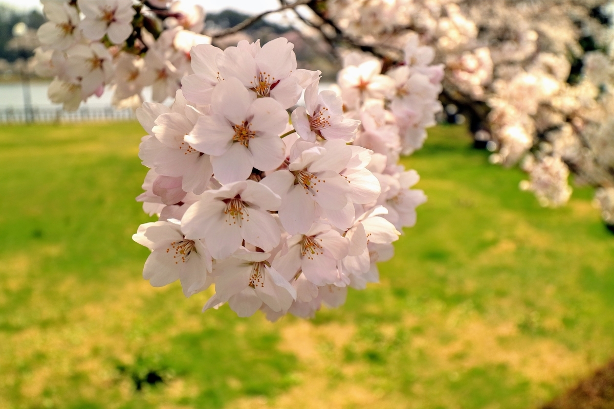 f:id:first_dragon:20190425133347j:plain